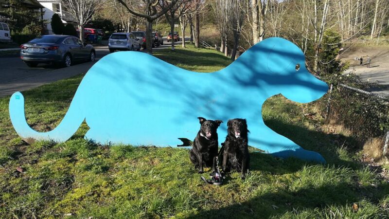 Blue Dog Pond - Seattle, WA