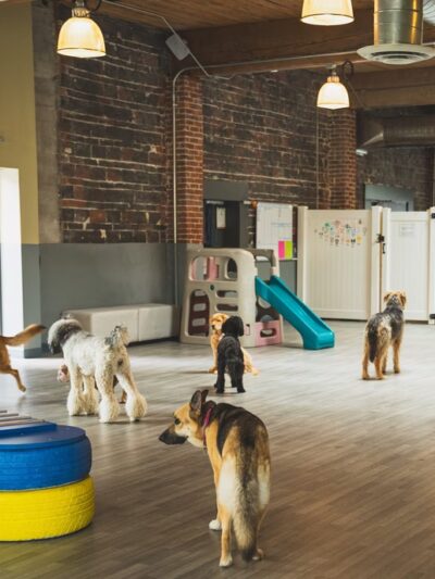 BoneYard Dog Daycare & Boarding - Seattle, WA