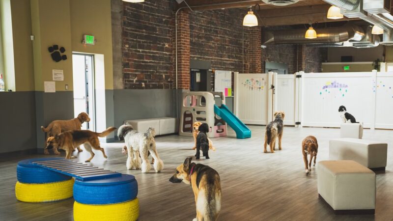 BoneYard Dog Daycare & Boarding - Seattle, WA