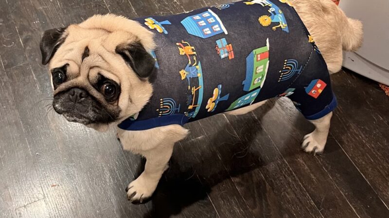 BoneYard Dog Daycare & Boarding - Seattle, WA