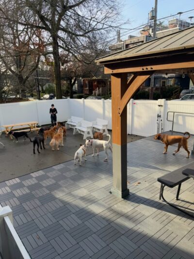 BoneYard Dog Daycare & Boarding - Seattle, WA