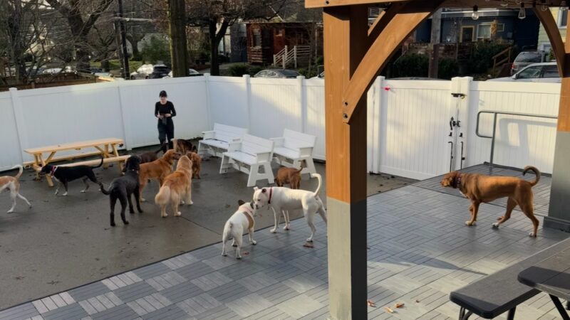 BoneYard Dog Daycare & Boarding - Seattle, WA