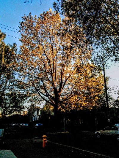 Broadway Hill Park - Seattle, WA