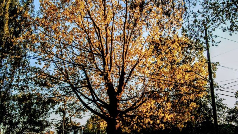 Broadway Hill Park - Seattle, WA