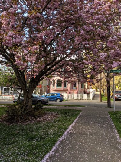 Broadway Hill Park - Seattle, WA