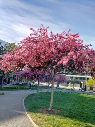 Cal Anderson Park Shelterhouse - Seattle, WA