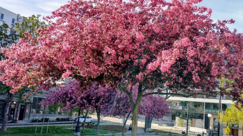 Cal Anderson Park Shelterhouse - Seattle, WA