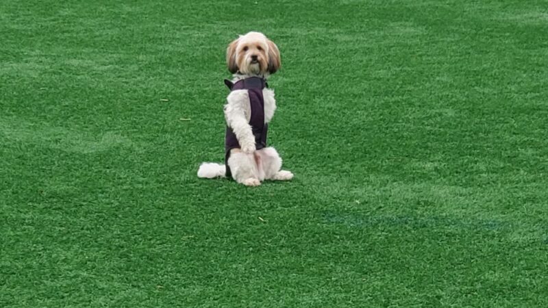 Cal Anderson Park Shelterhouse - Seattle, WA