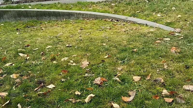 Cesar Chavez Park - Seattle, WA