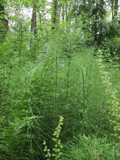 Colman Park - Seattle, WA