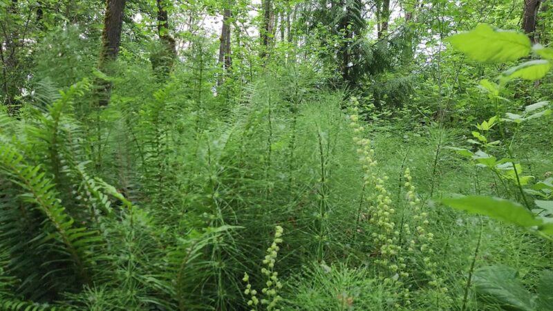 Colman Park - Seattle, WA