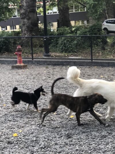 Denny Park Dog Park - Seattle, WA