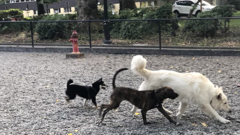 Denny Park Dog Park - Seattle, WA