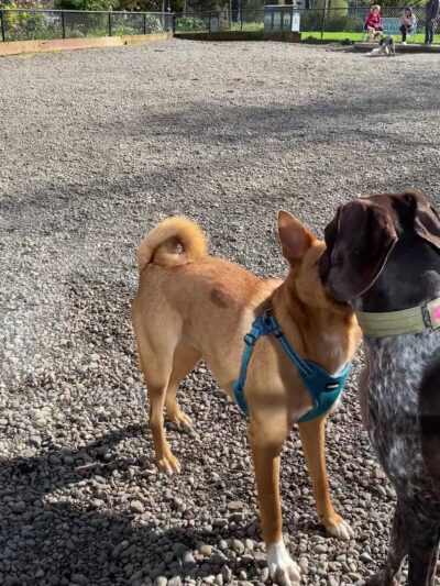 Denny Park Dog Park - Seattle, WA