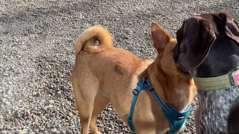 Denny Park Dog Park - Seattle, WA