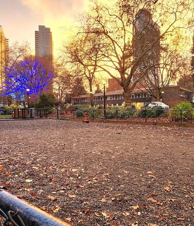 Denny Park Dog Park - Seattle, WA