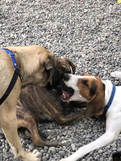 Denny Park Dog Park - Seattle, WA