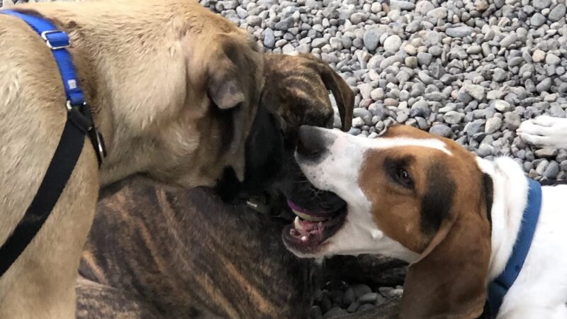 Denny Park Dog Park - Seattle, WA