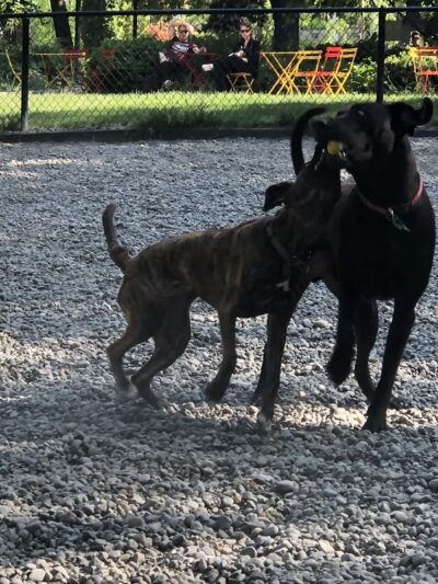 Denny Park Dog Park - Seattle, WA