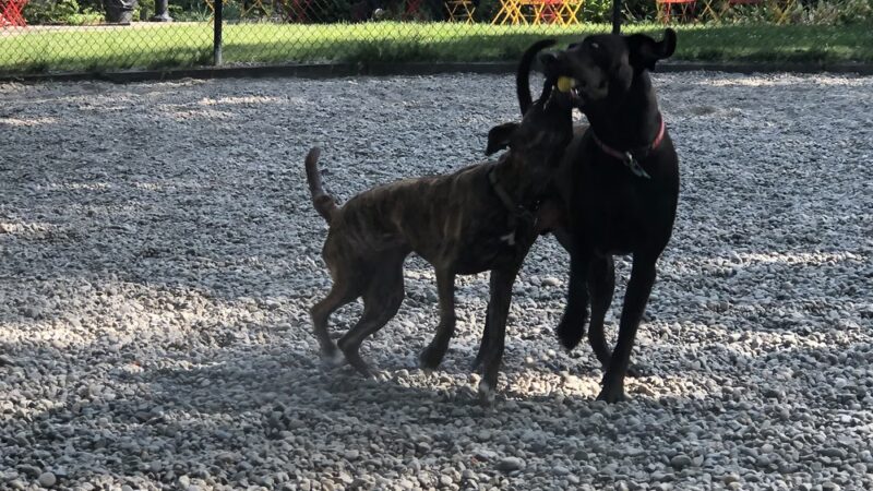 Denny Park Dog Park - Seattle, WA