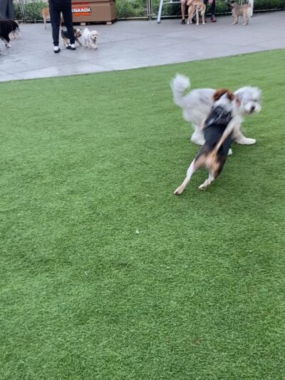 Denny Substation Dog Park - Seattle, WA