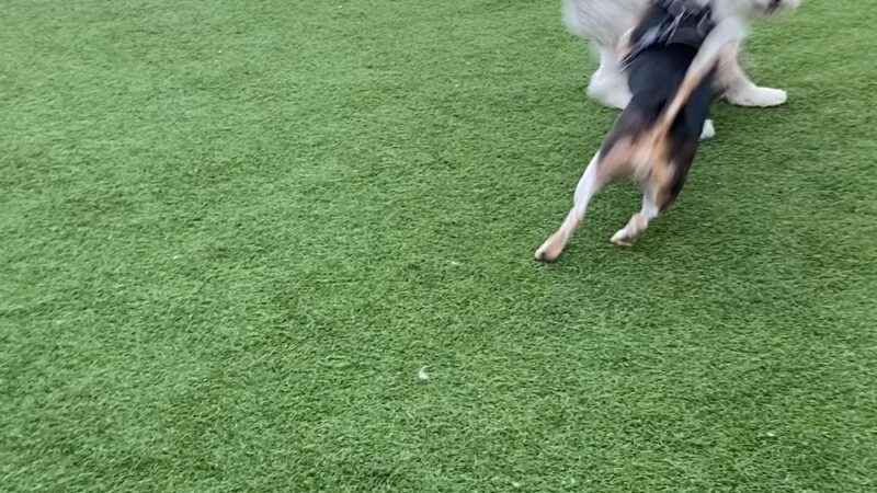 Denny Substation Dog Park - Seattle, WA