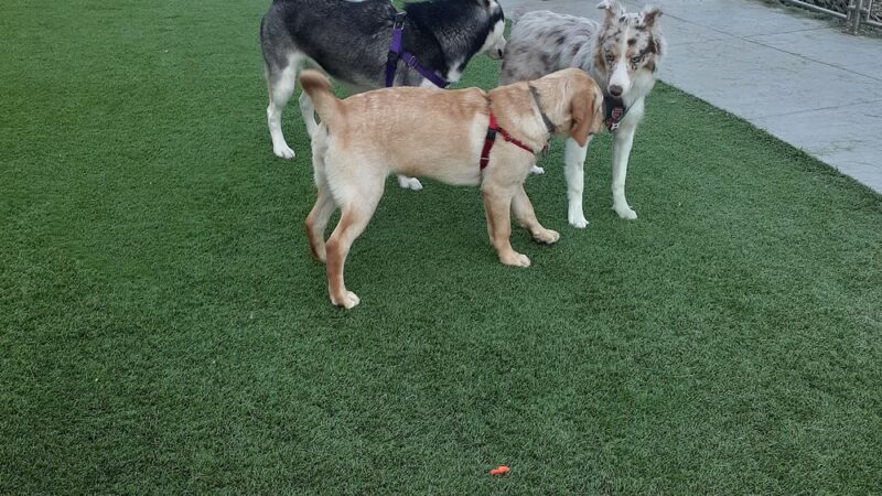 Denny Substation Dog Park - Seattle, WA