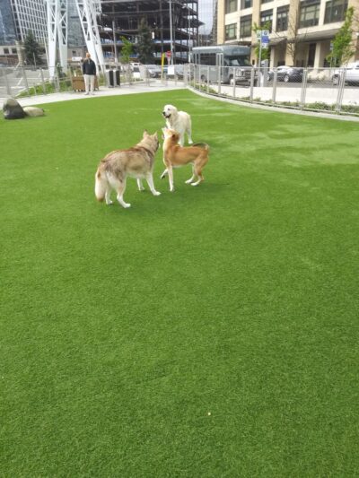 Denny Substation Dog Park - Seattle, WA