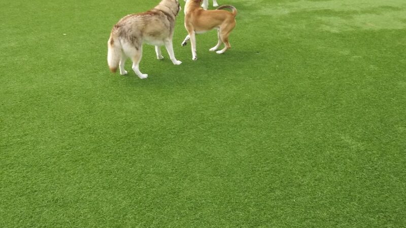 Denny Substation Dog Park - Seattle, WA