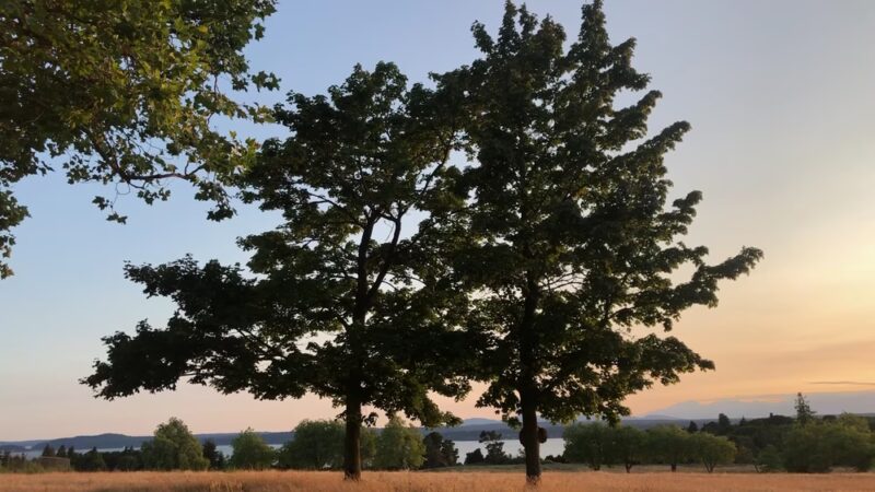 Discovery Park - Seattle, WA