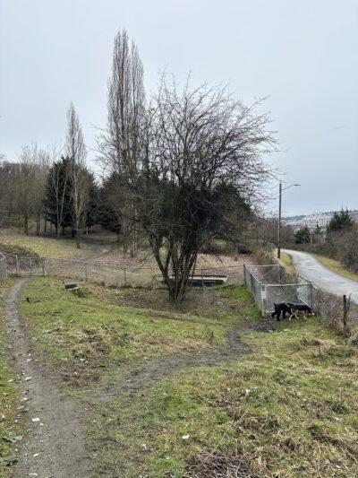 Dog Off Leash Area - Seattle, WA