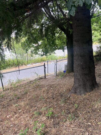 Dog Off Leash Area - Seattle, WA