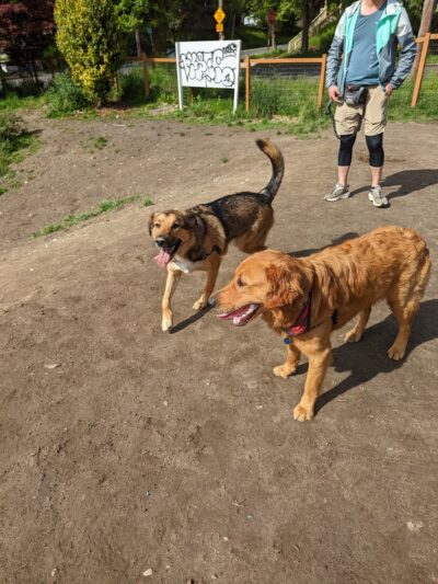 Dog Park at 22nd & Cherry - Seattle, WA