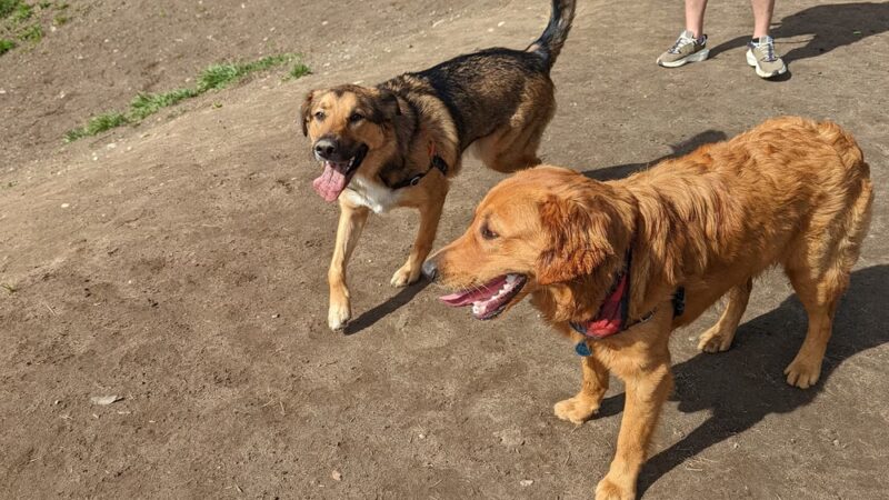 Dog Park at 22nd & Cherry - Seattle, WA