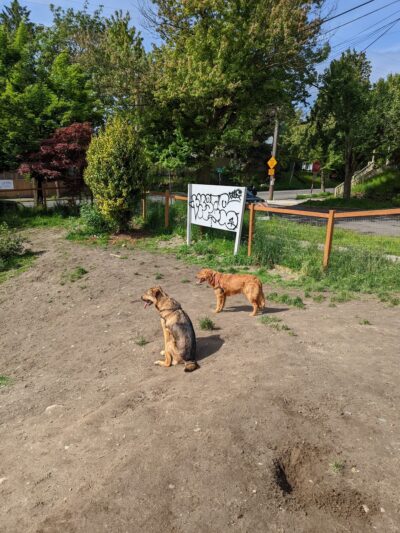 Dog Park at 22nd & Cherry - Seattle, WA