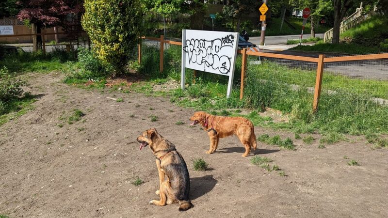 Dog Park at 22nd & Cherry - Seattle, WA