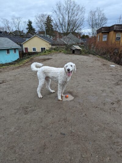 Dog Park at 22nd & Cherry - Seattle, WA