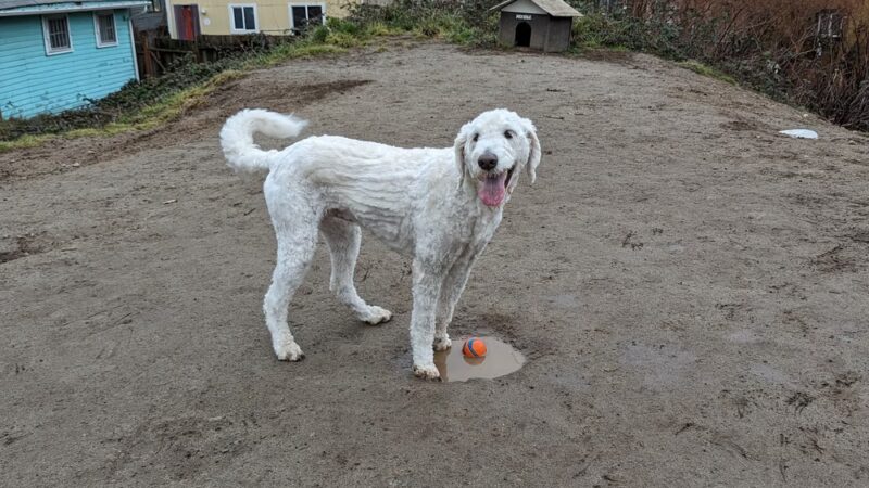 Dog Park at 22nd & Cherry - Seattle, WA