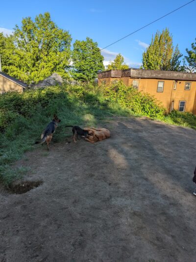 Dog Park at 22nd & Cherry - Seattle, WA