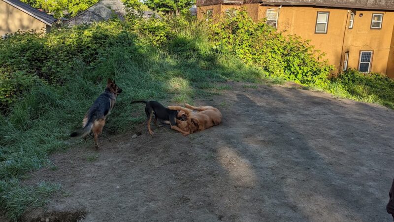 Dog Park at 22nd & Cherry - Seattle, WA