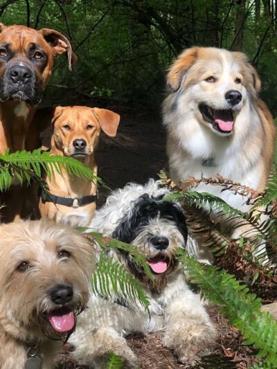 Dog Trots - Seattle, WA