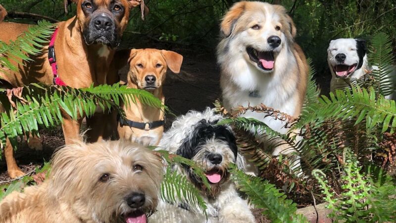 Dog Trots - Seattle, WA