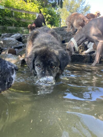 Dog Trots - Seattle, WA