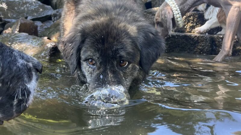 Dog Trots - Seattle, WA