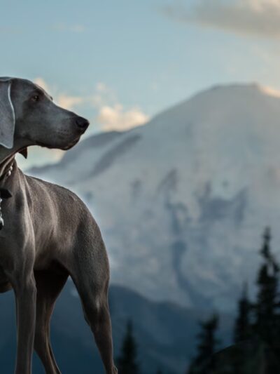 Dog Trots - Seattle, WA