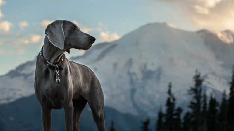 Dog Trots - Seattle, WA