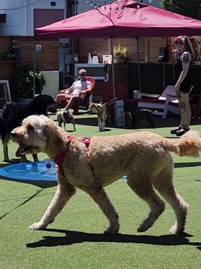 Dog Yard Bar - Seattle, WA