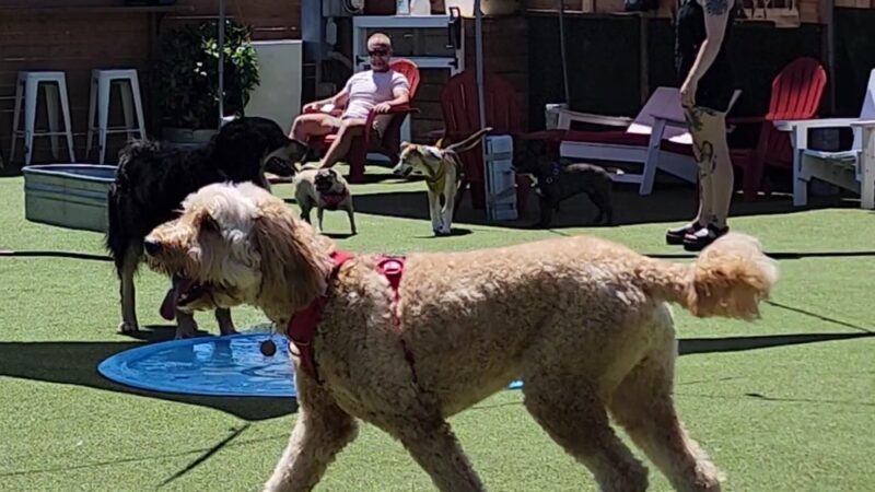 Dog Yard Bar - Seattle, WA