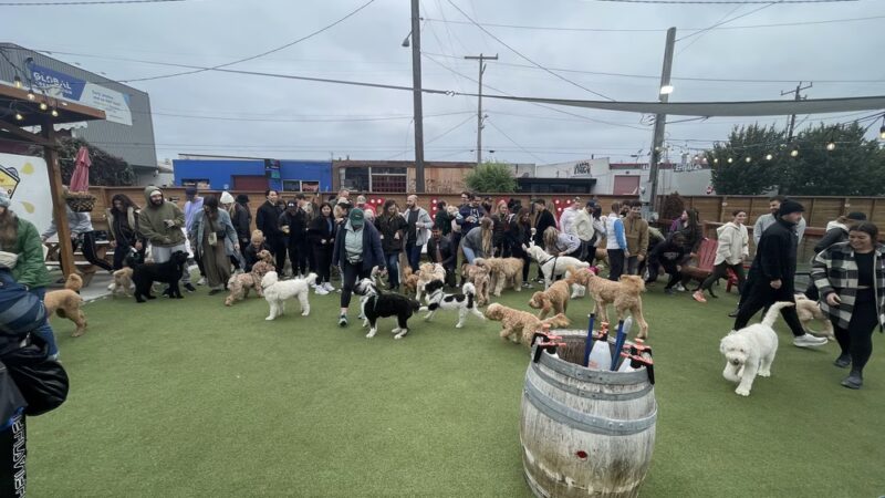 Dog Yard Bar - Seattle, WA