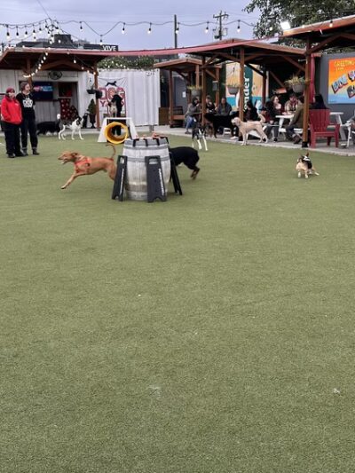 Dog Yard Bar - Seattle, WA